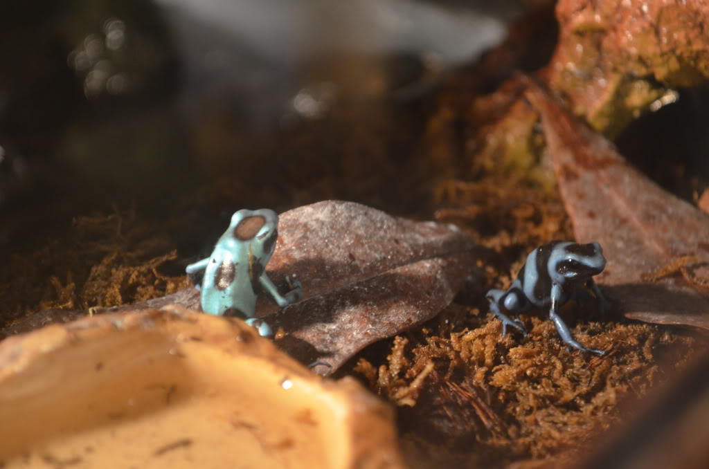 Mis Dendrobates 1-7