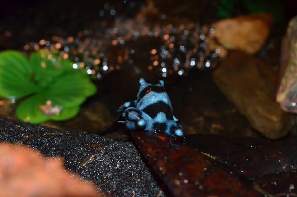 Mis Dendrobates Auratusazul1