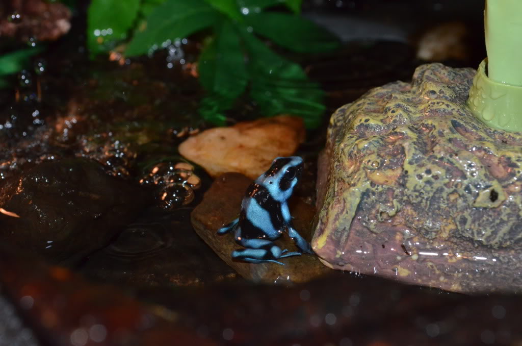 Mis Dendrobates Auratusazul2