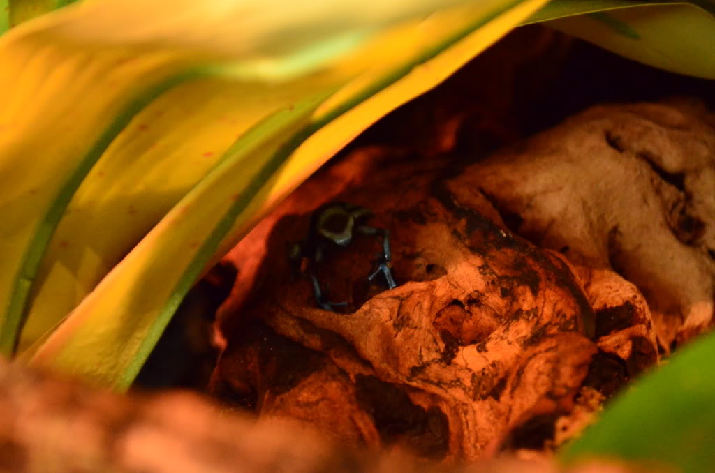 Mis Dendrobates Auratusazul4