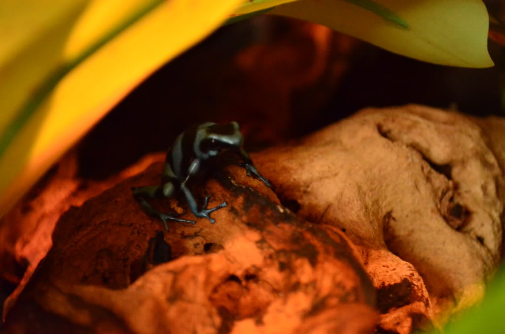 Mis Dendrobates Auratusazul5