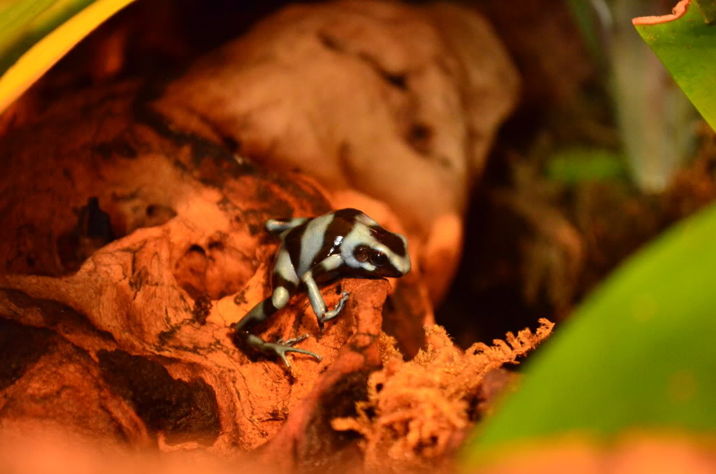 Mis Dendrobates Auratusazul6