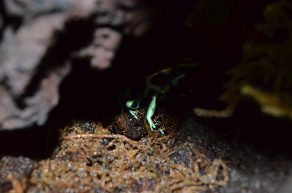 Mis Dendrobates Auratusgreen