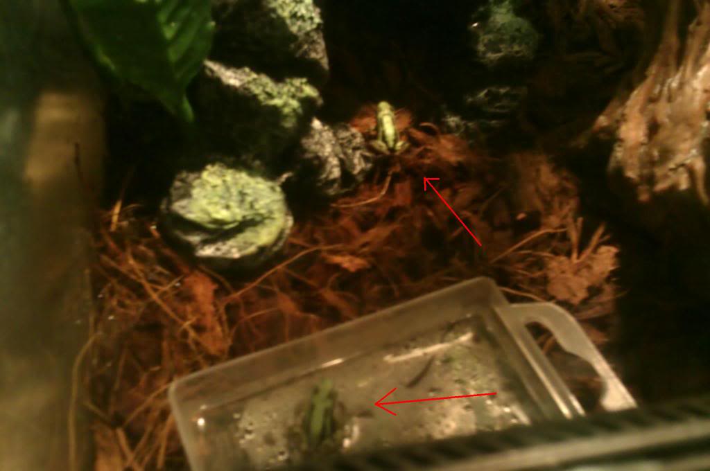 Mis Dendrobates IMAG0194