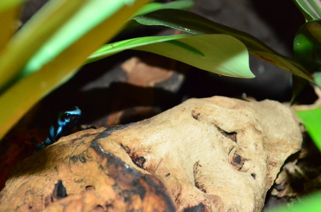 Mis Dendrobates Auratusyblackjeans1