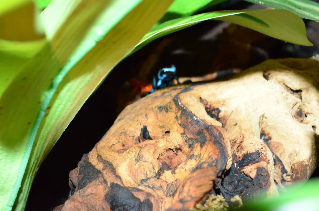 Mis Dendrobates Auratusyblackjeans2