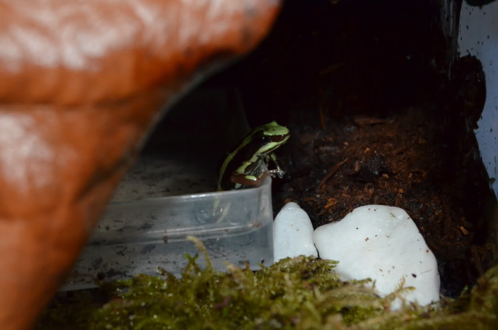 Mis Dendrobates Highland1