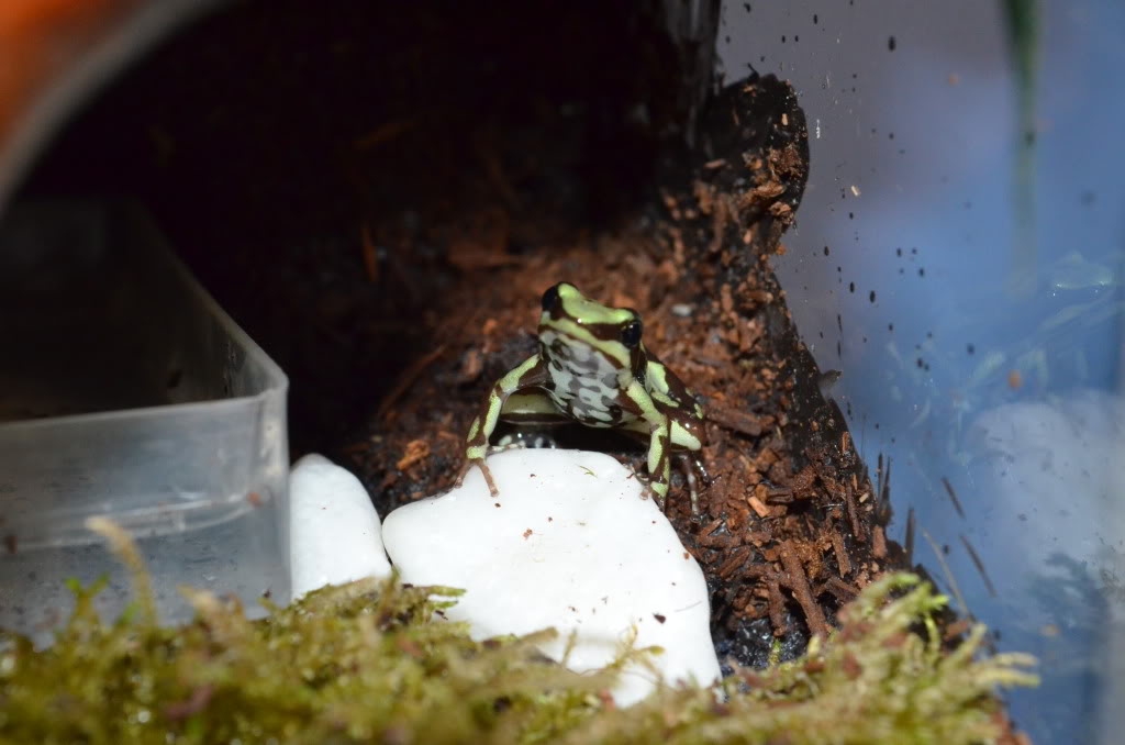 Mis Dendrobates Highland3