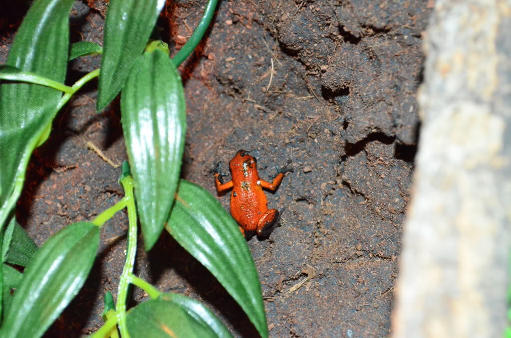 Mis Dendrobates PumilioBJ