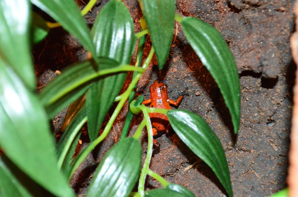 Mis Dendrobates PumilioBJ2