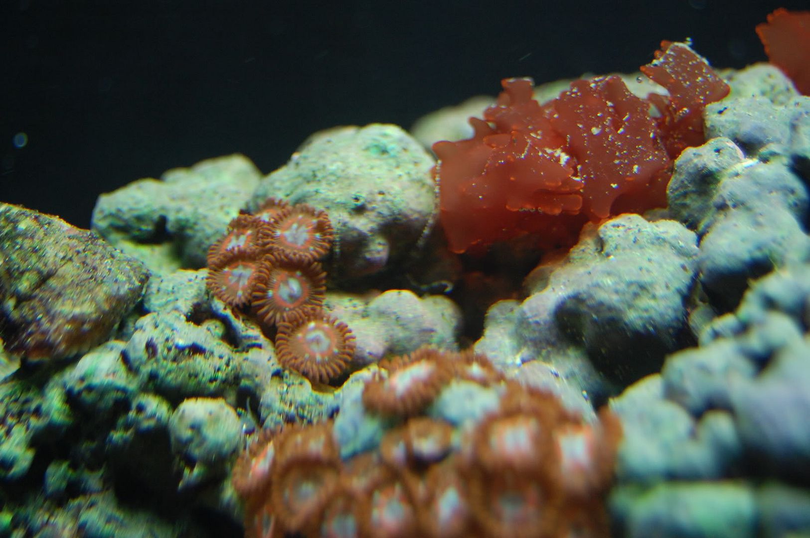 some inverts from the 10 gallon Th_DSC_0652