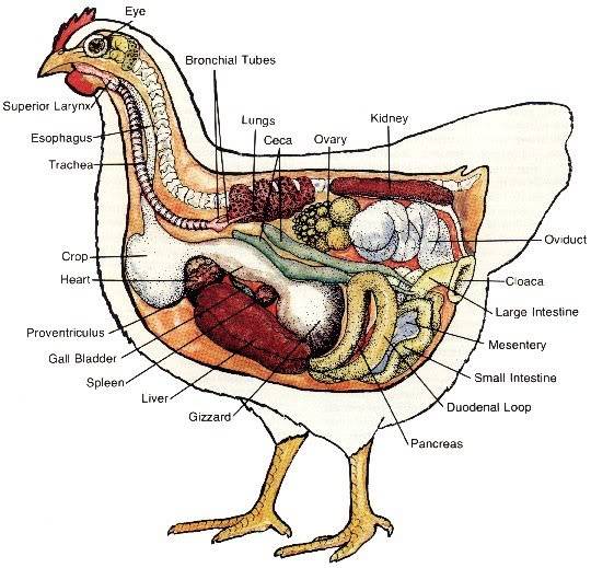 Diagram Showing Location of the Crop and Other Organs Chicken_anatomy