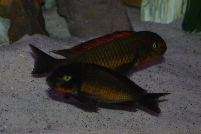 Fotos de Tropheus sp.red Kachese Red Kachese6