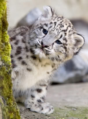 Cute Animal Tournament Round 4.3: Snow Leopard vs Persian Kittens Ap_leopard_080620_ssv-1