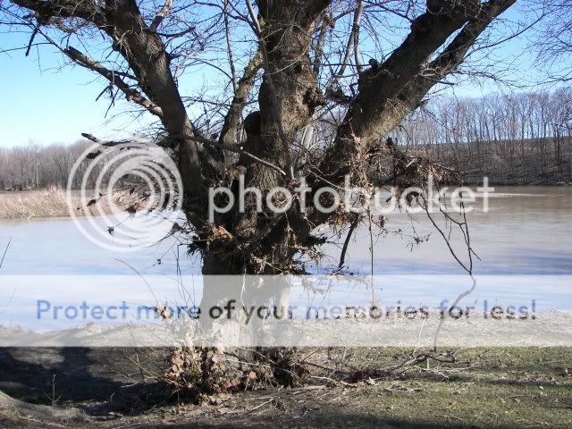 Upated Flood Pictures From The Maumee River and Fishing Spot 024