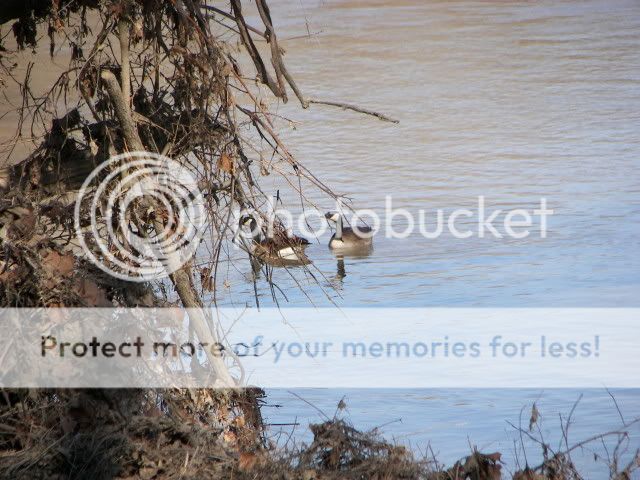 Upated Flood Pictures From The Maumee River and Fishing Spot 028