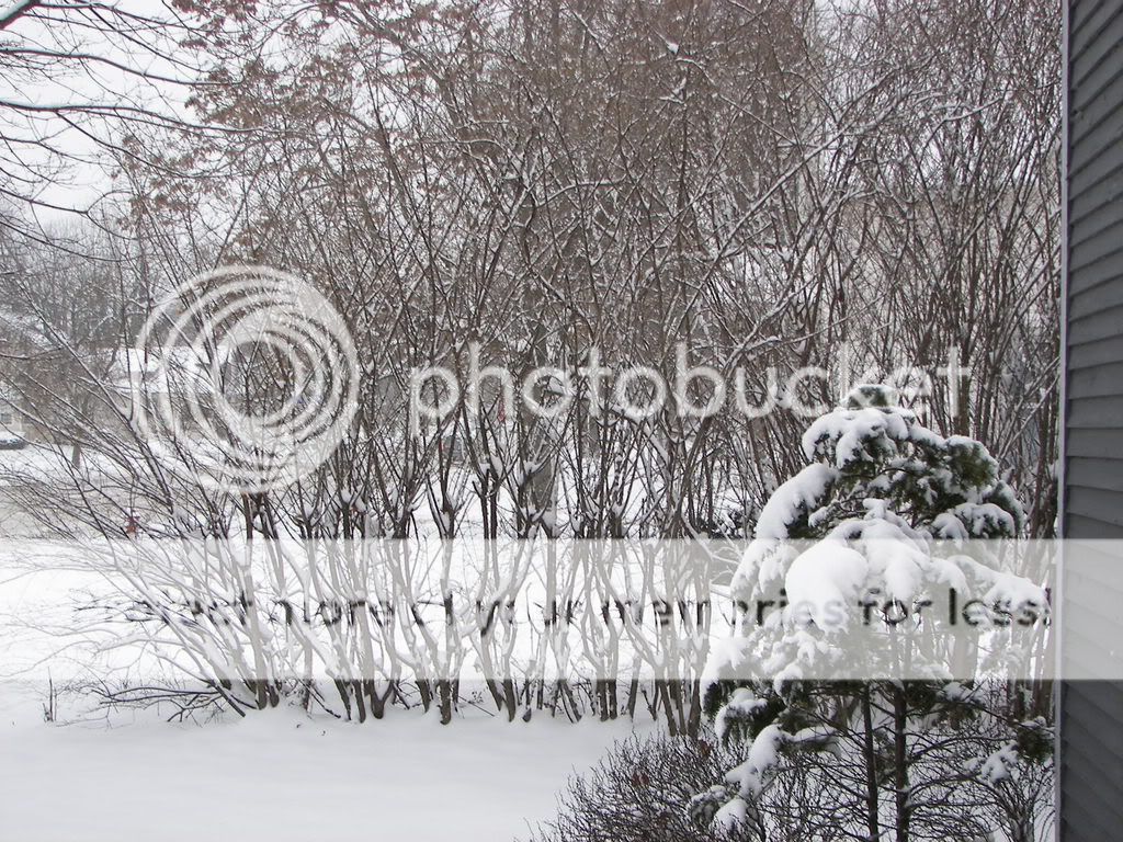 Snow Pics Snowstorm1-10-09003