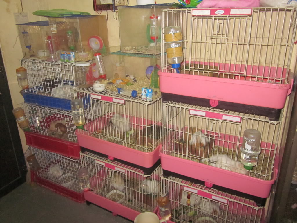 Giao sỉ hamster, thỏ, bọ, nhím, guinea pig, gerbil, sóc bay ... IMG_0385