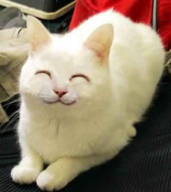 Chuyện tình buồn về 1 chú mèo Cat_smile