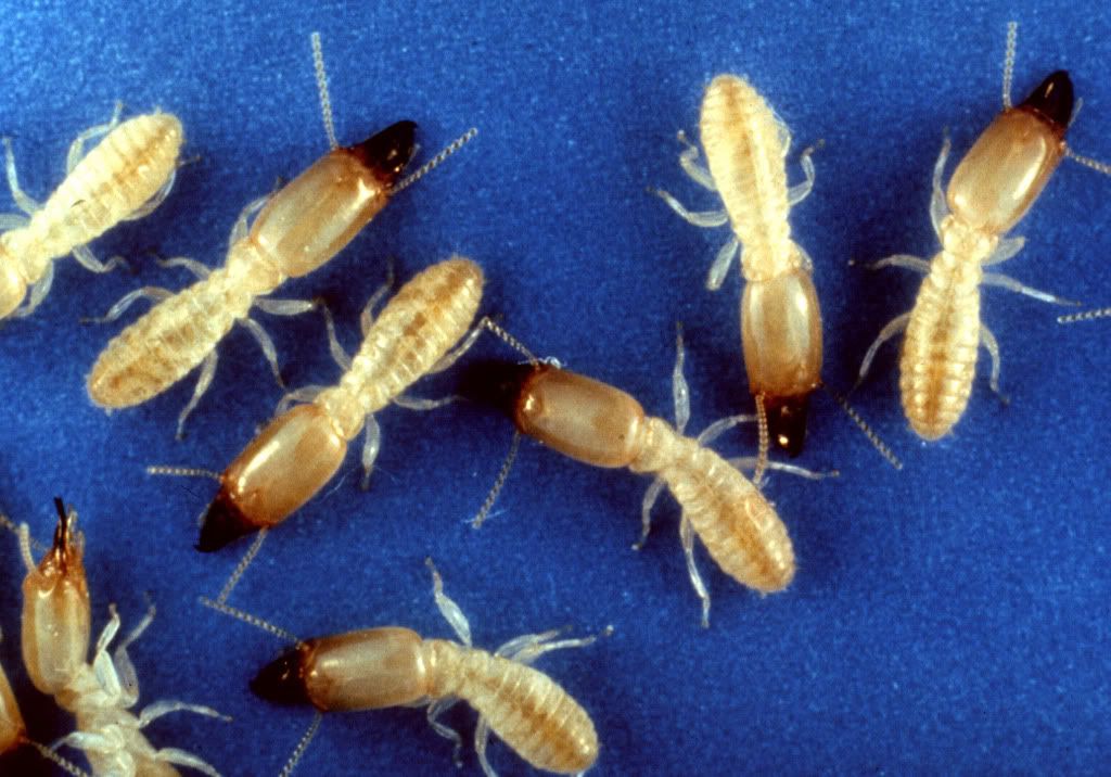 Rayap Terganas di Dunia - Rayap Panama Termite