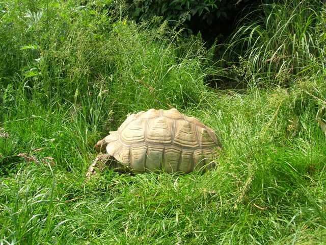 Photos Centrochelys sulcata D1