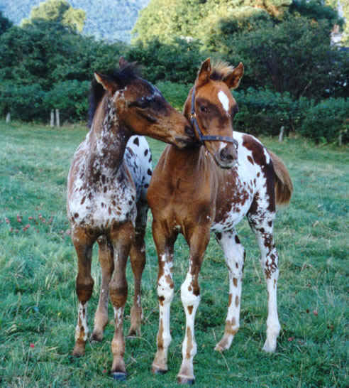 Sasha gives birth Foals