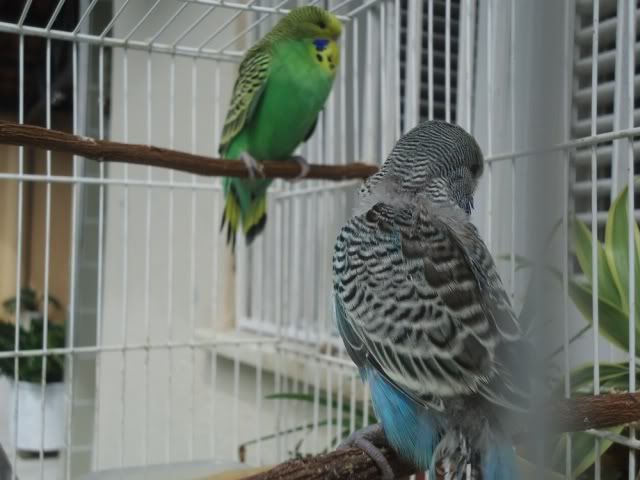 Casal Inglês: Macho verde normal / Azul e Fêmea Verde Claro Opalino / Azul DSC09640