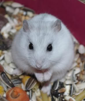 "Mulot", Hamster blanc (type nain Russe ou Robovski?) 2011-12-2918-1