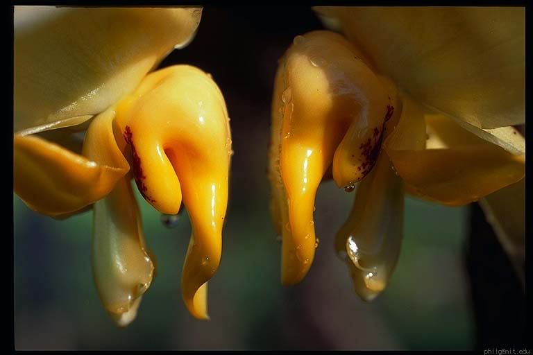Orhideje Baru-orchids-golden