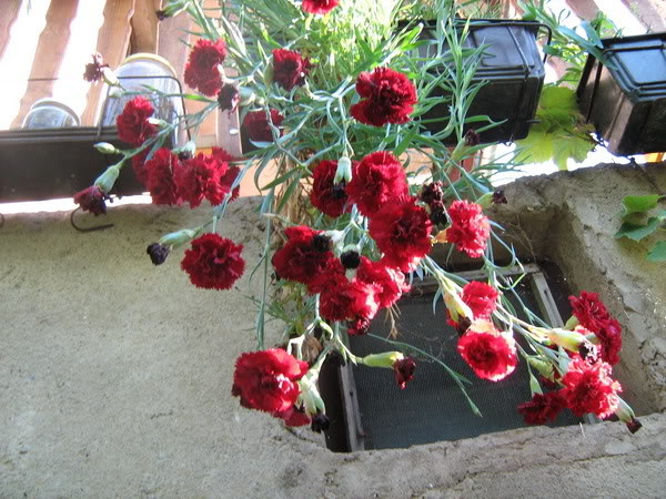 Turski karanfil - Dianthus barbatus Roze006