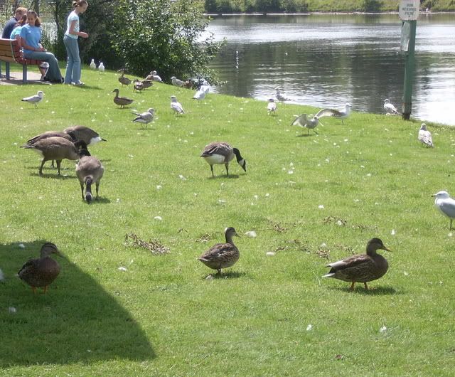 Ballade dans un parc à Edmundston, N.B. IM000721