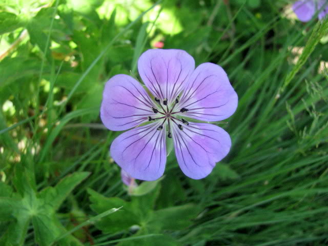 Une geranium vivace à identifier svp... IMG_3322