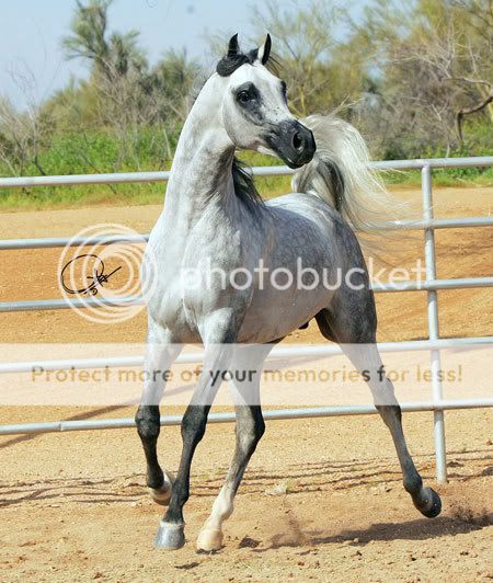 -FriesianFantasy's Wild Horse Herd- 246