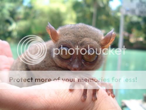 Animal Exotico que te gustaria Tener Tarsier