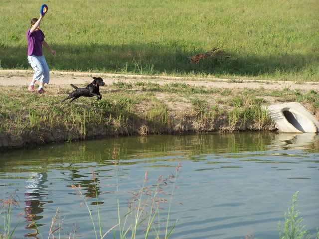 Dock-diving Photo670