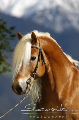 Haflinger - Page 2 Haflinger_Antiss_40823