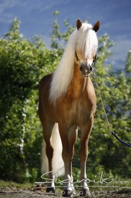 Haflinger - Page 2 Haflinger_Antiss_40849