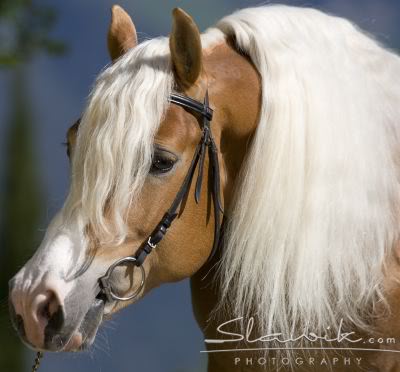 Haflinger - Page 2 Haflinger_Silver_40840