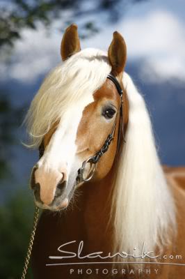 Haflinger - Page 2 Haflinger_Silver_40855