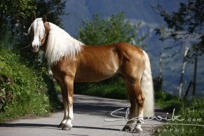 Haflinger - Page 2 Haflinger_Silver_40867