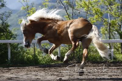 Haflinger - Page 2 Haflinger_Silver_40887b