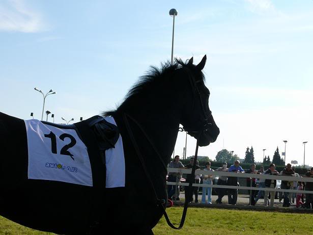 Engleski punokrvnjak (thoroughbred) P1000658