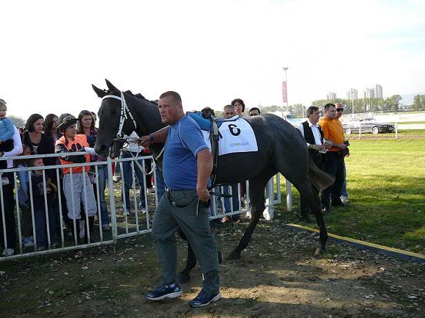 Engleski punokrvnjak (thoroughbred) P1000663