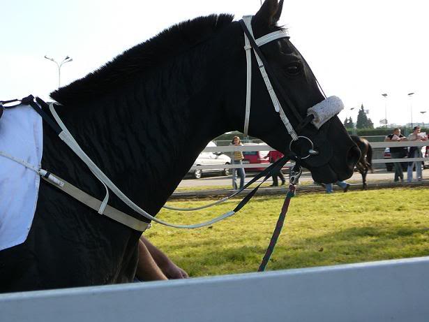 Engleski punokrvnjak (thoroughbred) P1000675