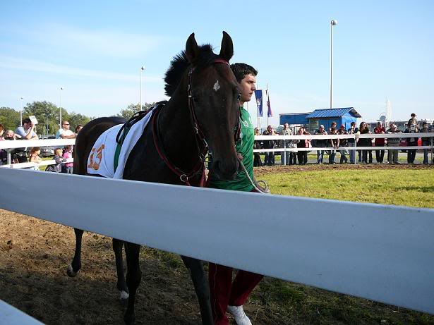 Engleski punokrvnjak (thoroughbred) P1000680