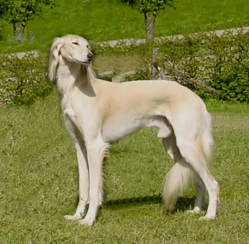 Hrtovi Saluki2007_445