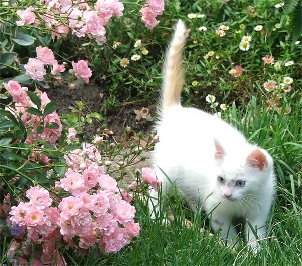 موسوعه عن القطط Kitten-whte-pink-rose