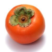 موسوعه عن القطط Persimmon