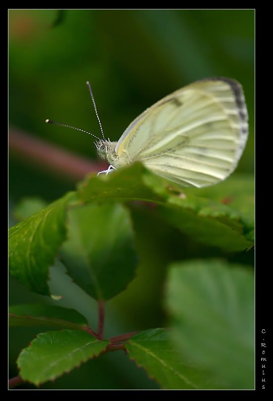 Nouvelles Macros IMG_4143