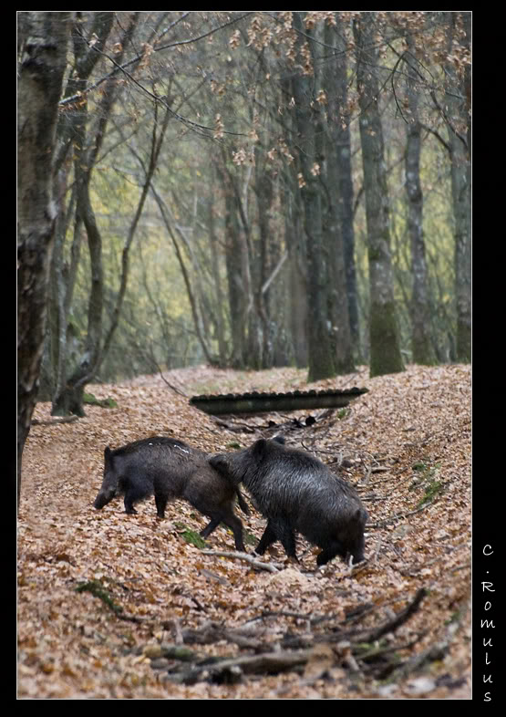 Sortie parc animalier de clairefontaine (78) le 10/11/2007 - Page 4 IMG_9175